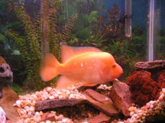 freshwater fish - amphilophus labiatus - red devil stocking in 55 gallons tank - 8 in. Midas Cichlid