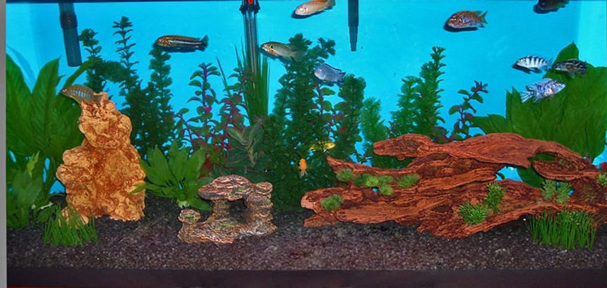 Rated #2762: 55 Gallons Freshwater Fish Tank