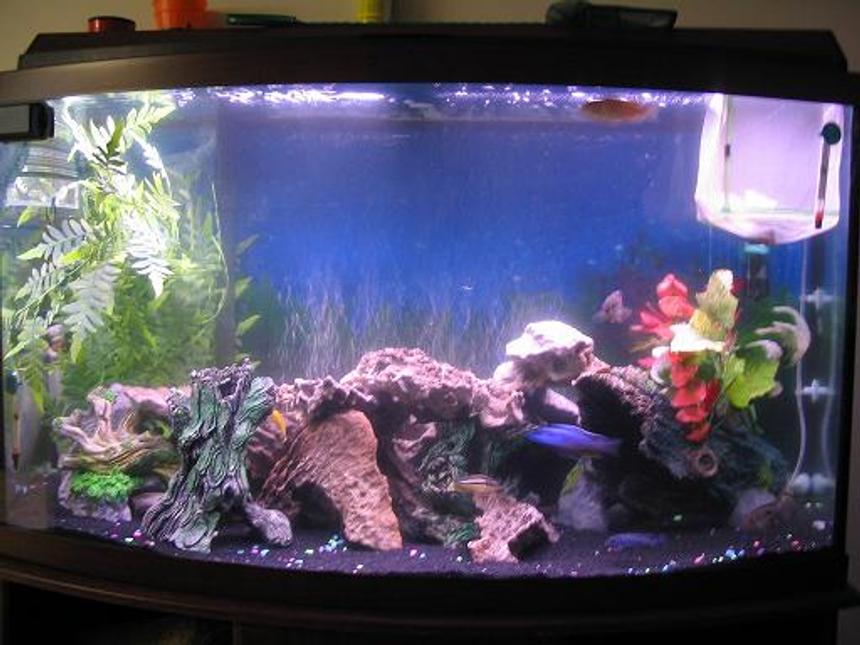 Rated #2575: 46 Gallons Freshwater Fish Tank