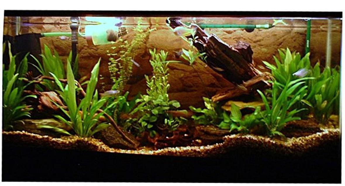 planted tank (mostly live plants and fish) - This is a 55g tank with a 2217 and a 2213 Eheim filter. Presserized CO2, and a pinpoint ph monitor.