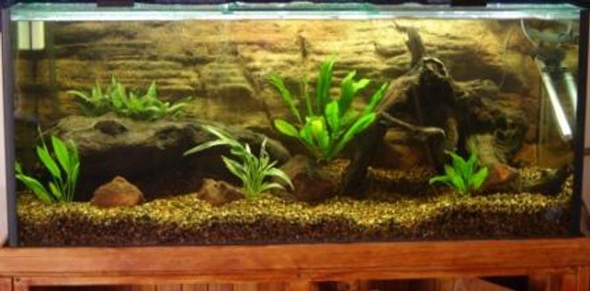 Rated #1277: 290 Gallons Freshwater Fish Tank - Home made stand, 4 foot by 18"w by 20"h tank.Aqua one 1200 canister filter, 300 watt heater.