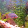 freshwater fish - thorichthys meeki - firemouth cichlid stocking in 55 gallons tank - Firemouth Cichlid