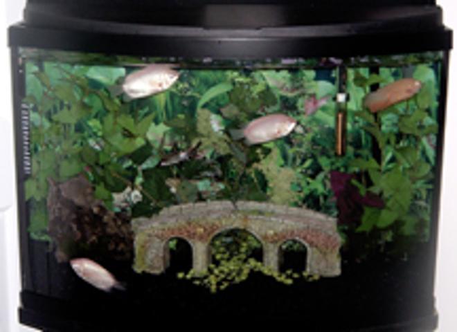 55 gallons freshwater fish tank (mostly fish and non-living decorations) - This tank is in our sons room.  These are four Kissing Gour.  The greenery in the tank is fake.  And the rocks are black.  
We have a total of 5 tanks in our home.  They are Cichlid, South Africian, Beta, & 2 Tropical Tanks.