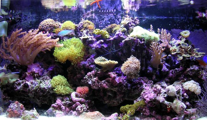 Rated #190: 90 Gallons Reef Tank - mixed reef tank