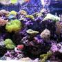 90 gallons reef tank (mostly live coral and fish) - mixed reef tank