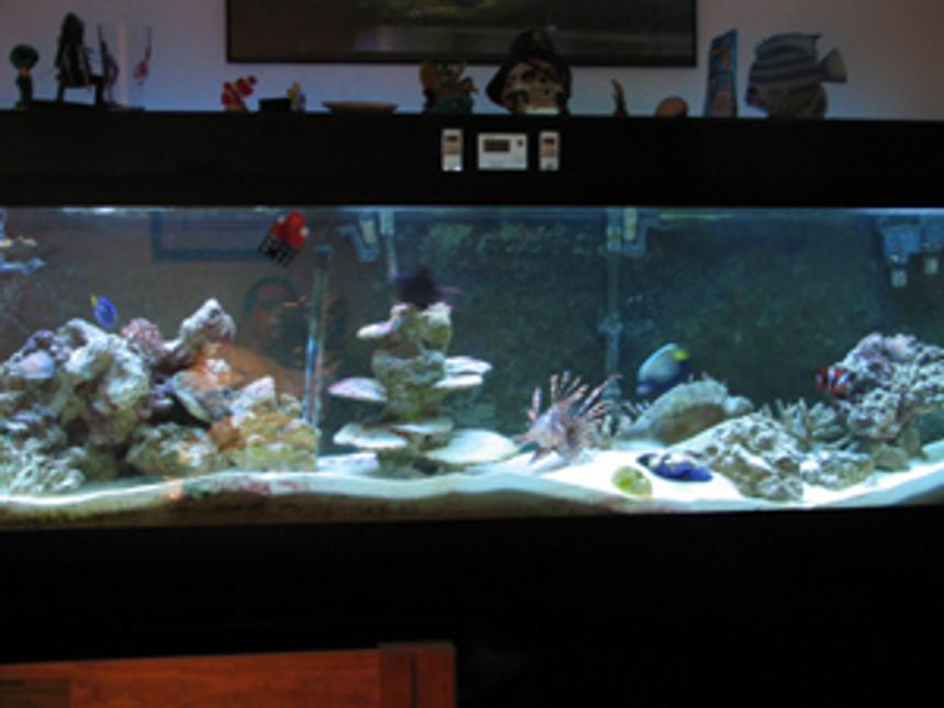 Rated #175: 125 Gallons Saltwater Fish Tank
