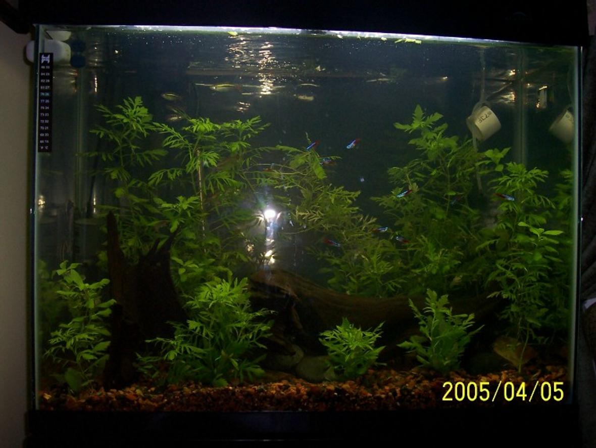 planted tank (mostly live plants and fish) - Updated tank April 2005