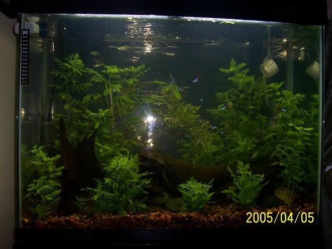 planted tank (mostly live plants and fish) - Updated tank April 2005