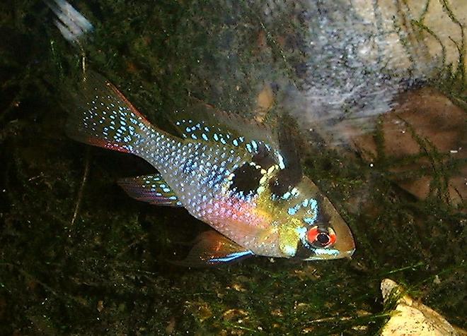 freshwater fish - papiliochromis ramirezi - german blue ram stocking in 55 gallons tank - Female Butterfly Ram