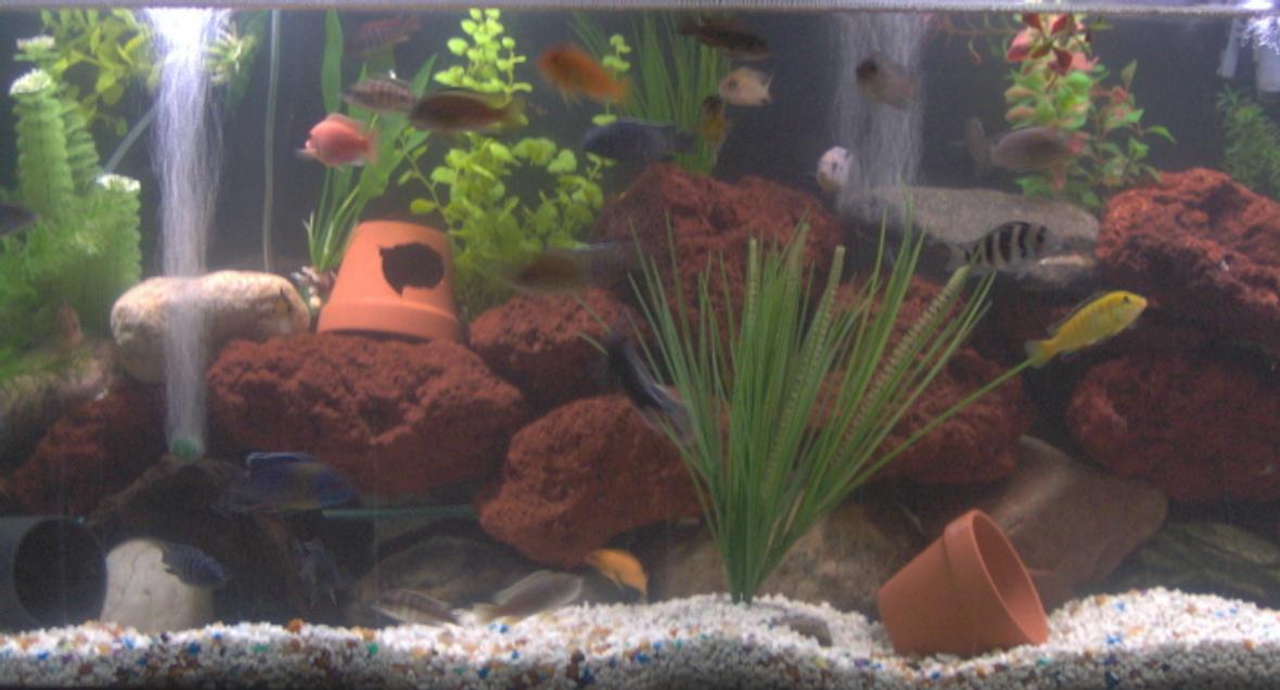 55 gallons freshwater fish tank (mostly fish and non-living decorations) - this is my first tank