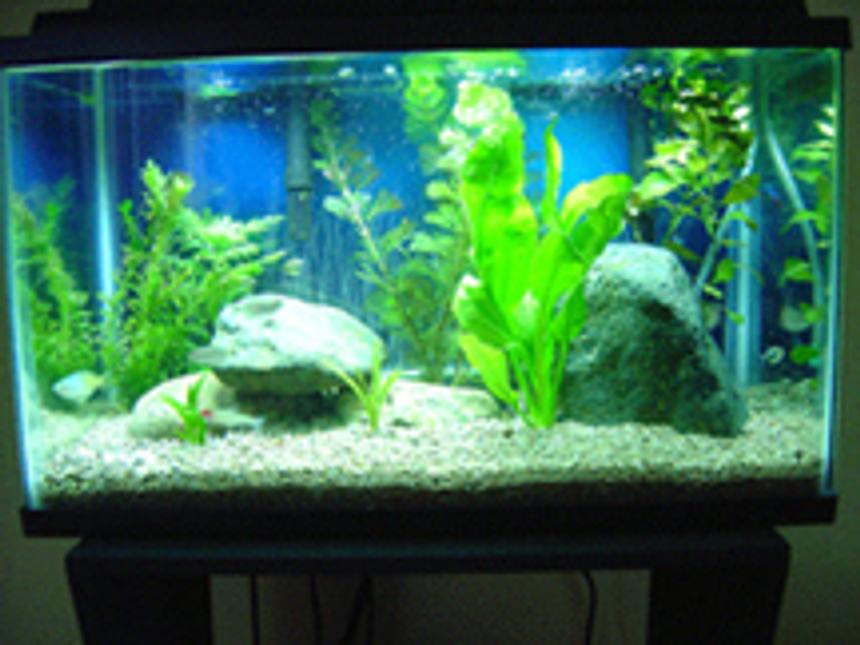 Rated #2003: 10 Gallons Planted Tank - New Tank
