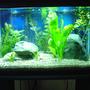 10 gallons planted tank (mostly live plants and fish) - New Tank