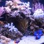7 gallons reef tank (mostly live coral and fish) - The 7 gallon mini-bow that everyone said would be impossible to keep...goin on 1 month now...no problems!! "Knock on Wood!"