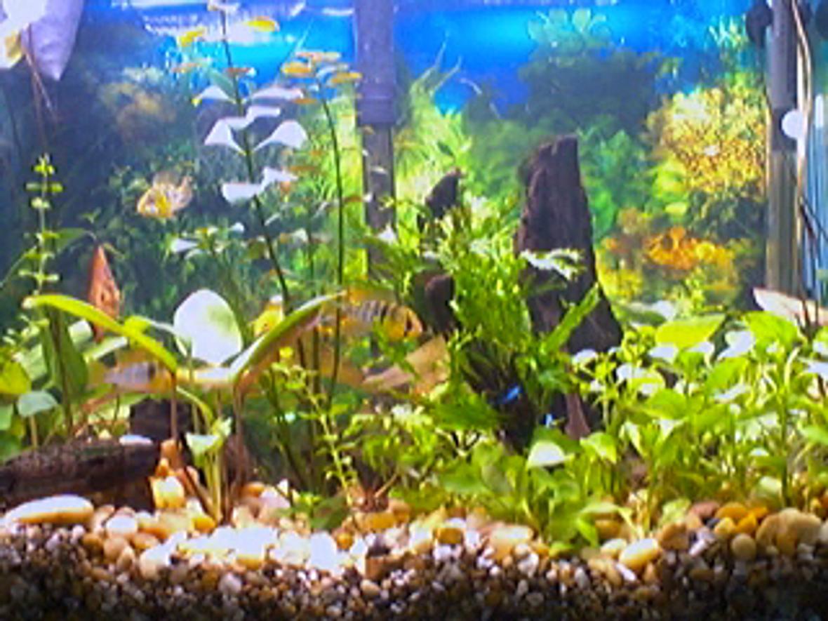 20 gallons planted tank (mostly live plants and fish) - planted discus/ram
