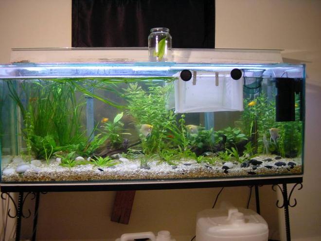 planted tank (mostly live plants and fish)