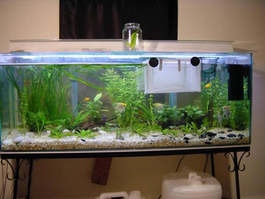 Rated #1818: Planted Tank