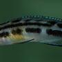 freshwater fish - julidochromis transcriptus - the masked julie - Julidochromis transcriptus, a lovely species adapted to be slim so they can fit into very small caves and rockwork.