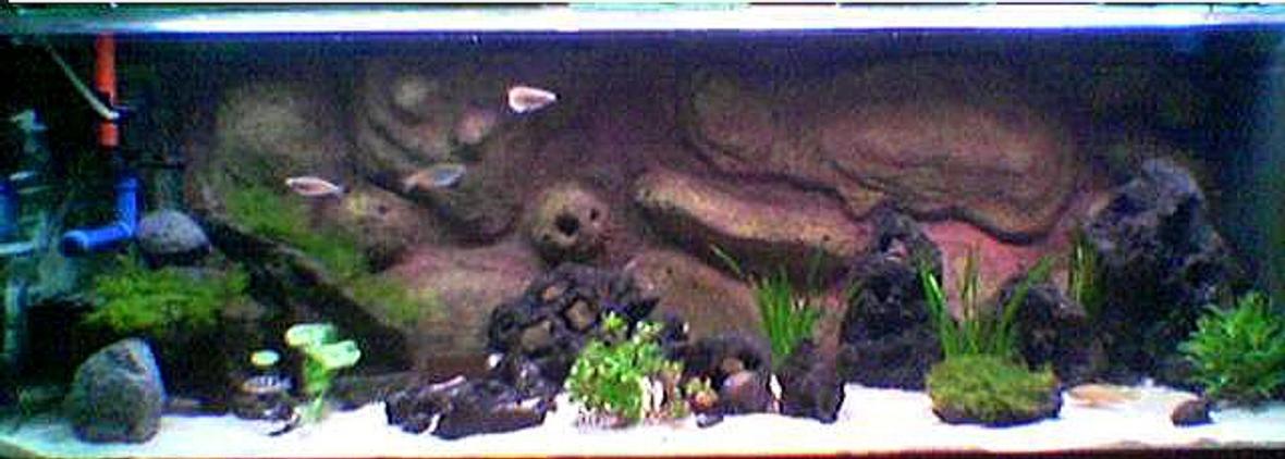 69 gallons planted tank (mostly live plants and fish) - this is my medium planted tanganyikan tank. black lava rocks are drilled with holes to simulate holey rock look without the added weight. a couple of river rock, fine gravel substrate and a few plants together with a DIY background