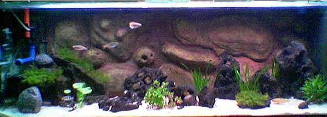 69 gallons planted tank (mostly live plants and fish) - this is my medium planted tanganyikan tank.  black lava rocks are drilled with holes to simulate holey rock look without the added weight. a couple of river rock, fine gravel substrate and a few plants together with a DIY background
