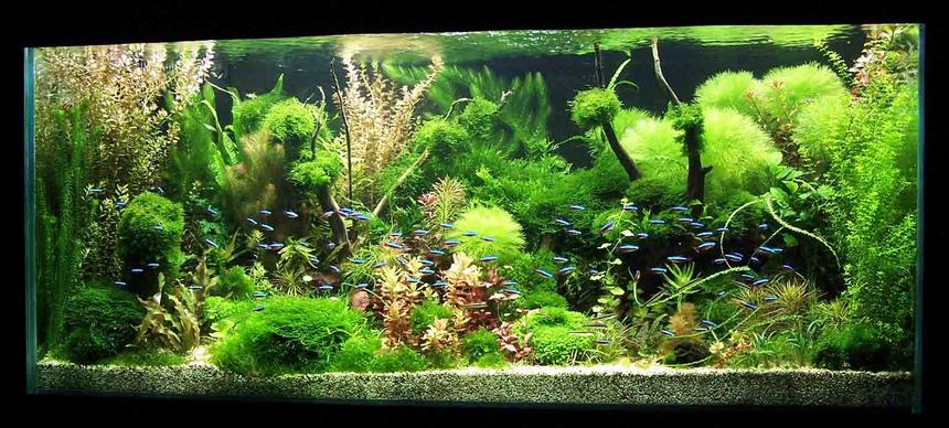 Rated #22: 122 Gallons Planted Tank - Grove
