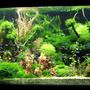 122 gallons planted tank (mostly live plants and fish) - Grove