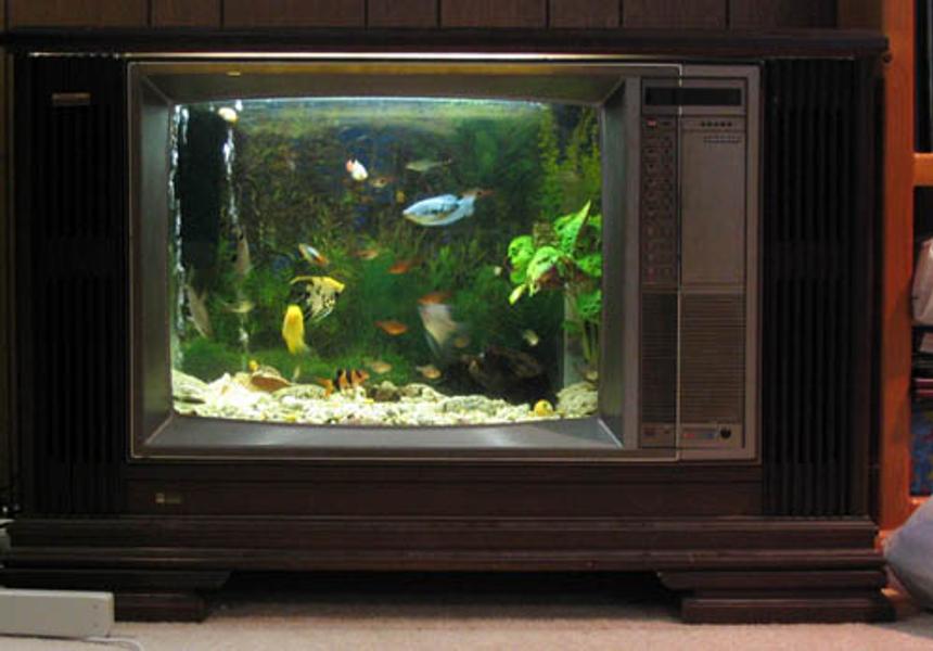 Rated #1412: 3 Gallons Freshwater Fish Tank - My pride and joy is a Fish tank in an old TV case, looks great!!  Have enjoyed breeding platy's and guppy's.  The tank is dominated by a gold Severum, a couple of silver sharks, two angels and a gourami