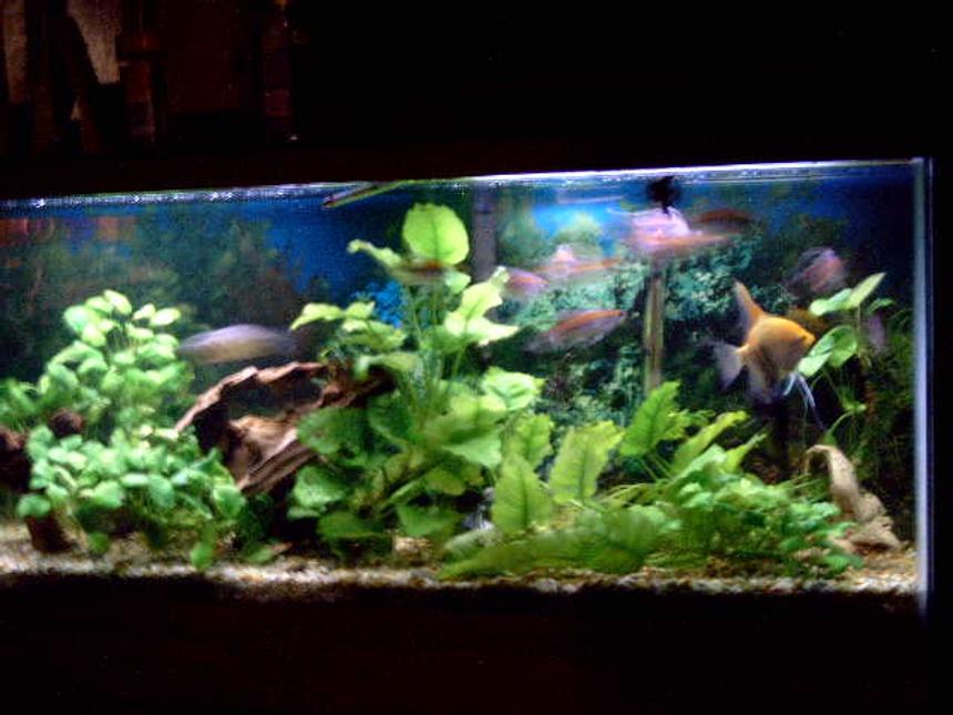 Rated #1575: 55 Gallons Planted Tank - 55 gal, angelfish, congo tetras, pleco, corys, driftwood, and anubias plants