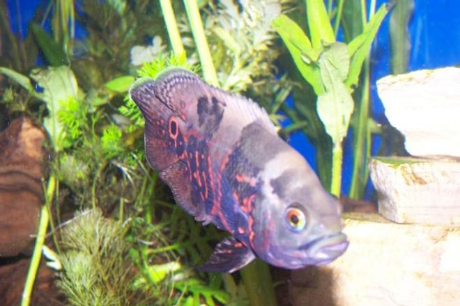 freshwater fish - astronotus ocellatus - tiger oscar stocking in 125 gallons tank - feed me
