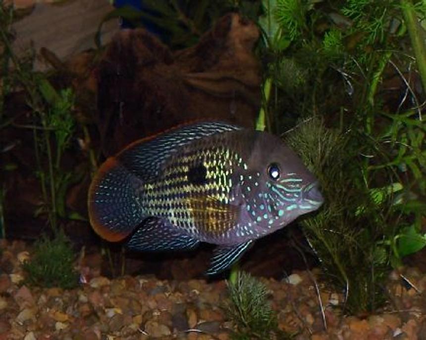 Rated #837: Freshwater Fish - Aequidens Rivulatus - Green Terror Stocking In 125 Gallons Tank - male green terror