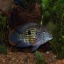 freshwater fish - aequidens rivulatus - green terror stocking in 125 gallons tank - male green terror