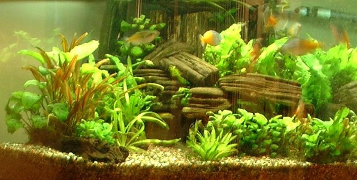 54 gallons planted tank (mostly live plants and fish) - 54g Bowfront Corner Tank 6 Boesmani Rainbows 5 Clown Loaches 1 Gold Nugget Pleco 2 Gold Algae Eaters Ehiem Canister Filter Ebo Jager CO2 w/ aquamedic diffuser 3x55w Power Compact lighting Sorry, the pic quality stinks!