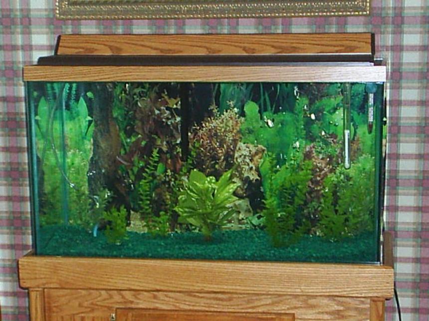 Rated #3141: 29 Gallons Freshwater Fish Tank - this tank has one large oscar and 2 small sucker fish it is a 29 gallon tank with a oak stand