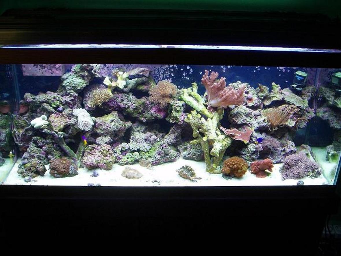 75 gallons reef tank (mostly live coral and fish) - 75G reef with mixed live rock, kaelini, lalo, fiji, tonga plate, tonga, branch, and deep water and more * i will be updating my pic i have alot more coral in the system now