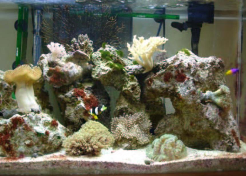 Rated #1169: 29 Gallons Reef Tank - My precious.....