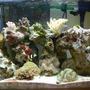 29 gallons reef tank (mostly live coral and fish) - My precious.....