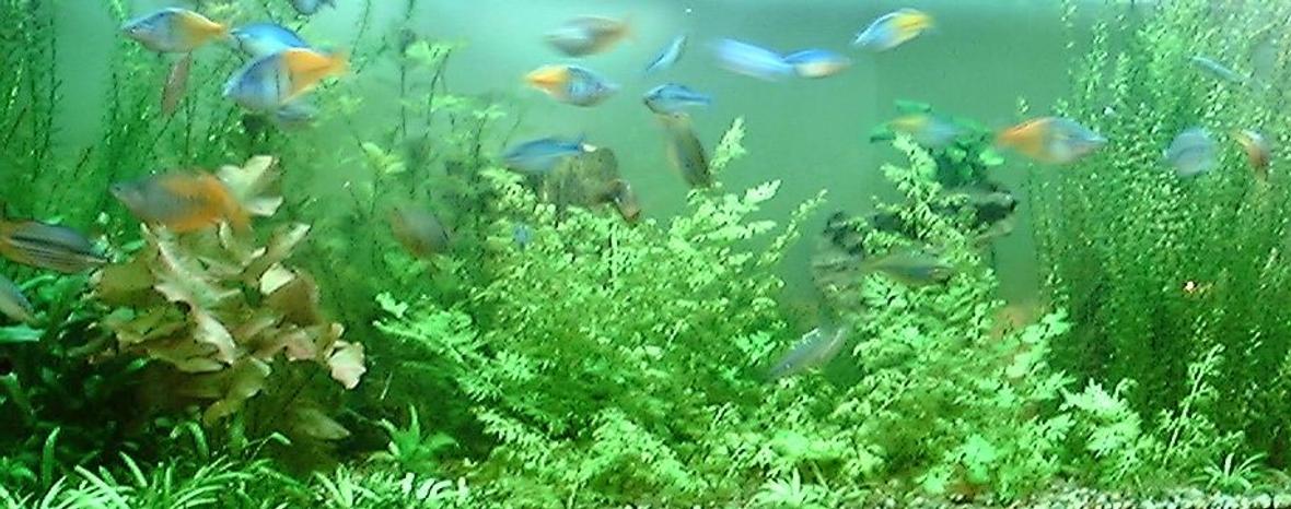 125 gallons planted tank (mostly live plants and fish) - 125 gal.Ferns, Anubius, crypt, grasses, lilies, ect. The school of rainbows is about 25 deep. 2x160w vho, 3x55w pc. ebo jaeger heater, penguin 300 biowheel, 802 power head. Let me know whAT YOU THINK!