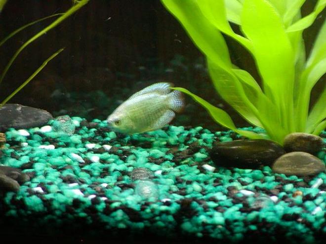 freshwater fish - trichogaster trichopterus - blue gourami stocking in 10 gallons tank - UDA!!  My Gourami fish...