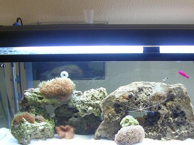 60 gallons reef tank (mostly live coral and fish) - My Tank