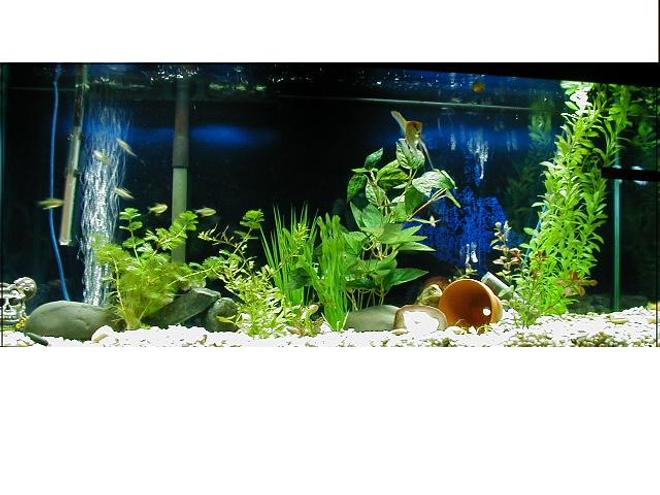 55 gallons freshwater fish tank (mostly fish and non-living decorations) - hmm i have a 45 gallon i started a bout 1 mouth a go i have two live plants and the rest are fake