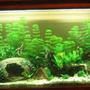 55 gallons planted tank (mostly live plants and fish) - Only been up 2 months