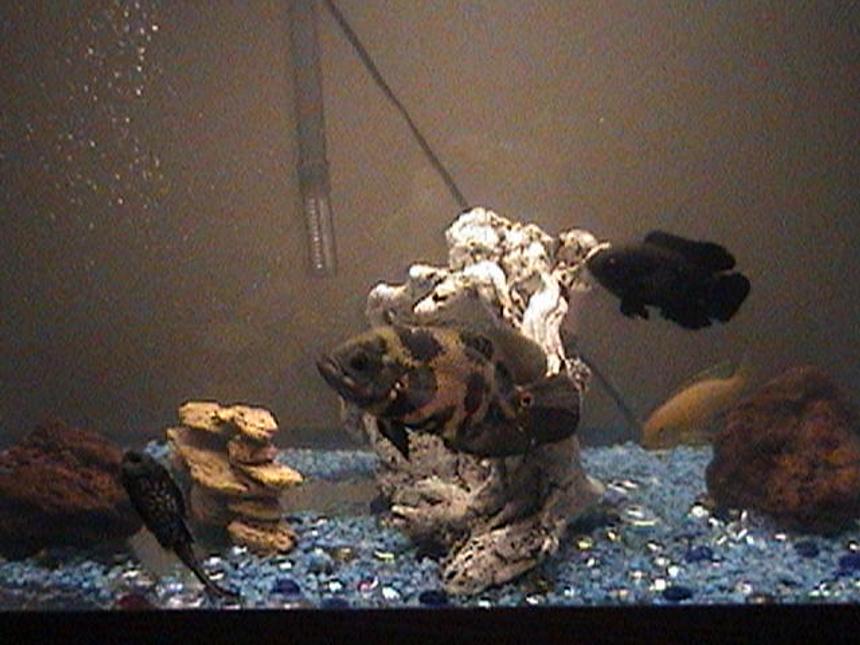 Rated #3977: 30 Gallons Freshwater Fish Tank - 30 gallons i have 2 oscars 1is7" the other is 3 1/2" ,one african chill.4" and 1 alga eater6" every time i pass by close to it the get exited, i fitthem 2 times a day i wander if i can add a alvino oscar ?...