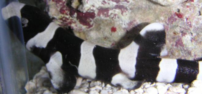 saltwater fish - chiloscyllium punctatum - cat shark, black banded stocking in 55 gallons tank - Banded Cat Shark
