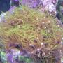 corals inverts - briareum sp. - starburst polyp stocking in 55 gallons tank - Clavularia Star Polyp