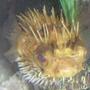 saltwater fish - diodon holocanthus - porcupine puffer stocking in 55 gallons tank - Porcupine Puffer