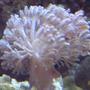 corals inverts - xenia sp. - white pom pom xenia stocking in 55 gallons tank - Coral