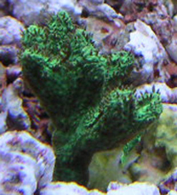 corals inverts - acropora sp. - german acropora stocking in 55 gallons tank - Acropora Frag