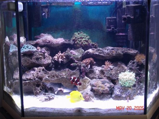 40 gallons reef tank (mostly live coral and fish) - full tank shot