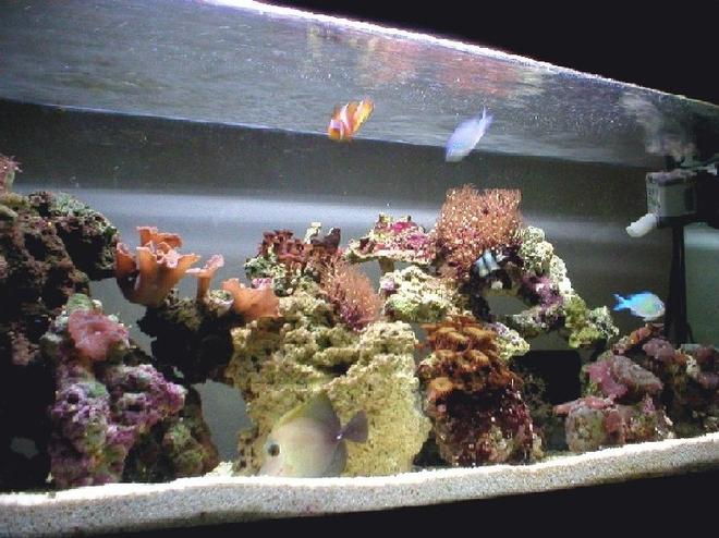 27 gallons reef tank (mostly live coral and fish) - 27 gallon running for more than 6 months, started as a 4 gallon nano.