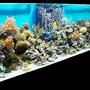 180 gallons reef tank (mostly live coral and fish) - Our 180g reef tank.