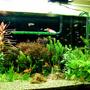planted tank (mostly live plants and fish) - 4ft x1.5ftx1.5ft Planted tank